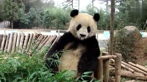 大熊猫饲养员的“留守”春节[组图]_图片中国_中国网