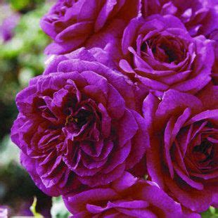 Image result for Flower Digram Using Turtle Python