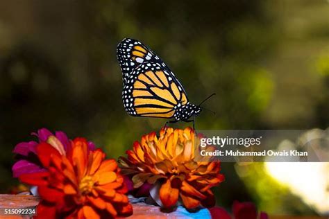 Image result for Buterfly Side View