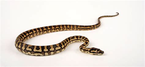 Image result for Holding Carpet Python