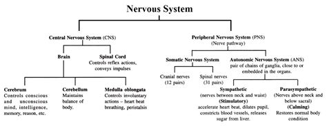 NERVOUS SYSTEM, FUNCTIONS OF THE SPINAL CORD, SENSE ORGANS EYE AND EAR