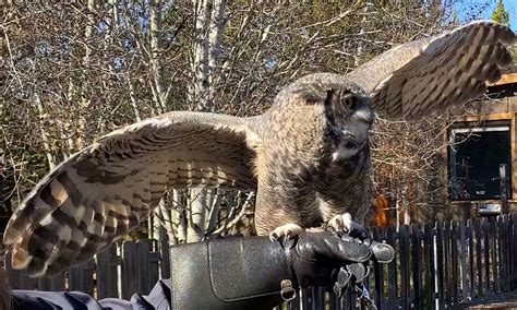 Image result for JavaBat Wingspan