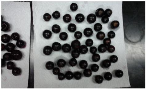 Plinia peruviana “Yvapurũ” Fruits and Marmalade from Paraguay ...