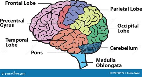 Brain Function Diagram 的图像结果