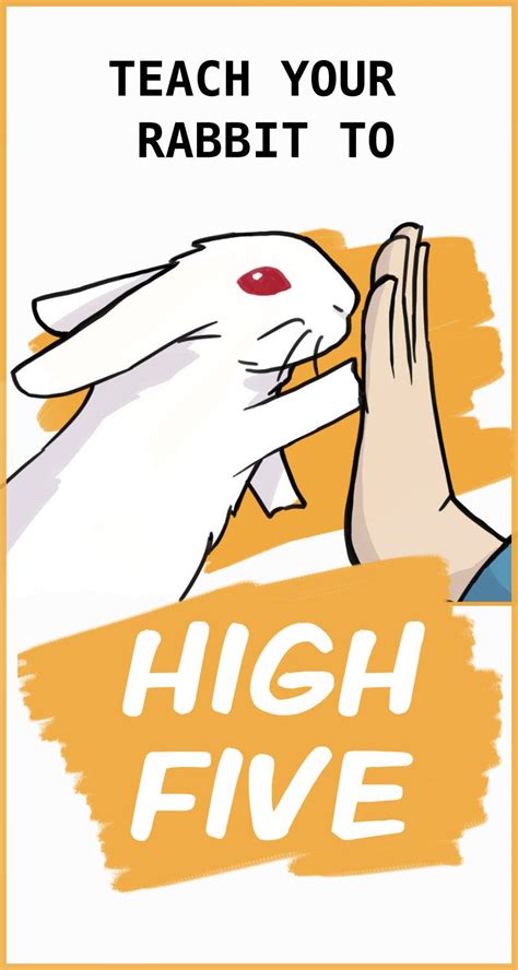 Bildergebnis für rabbit training tips