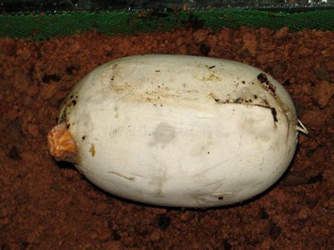 Image result for Burmese Python Hatching