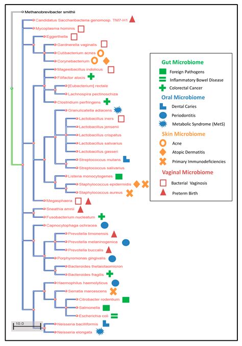 Computational Modeling of the Human Microbiome