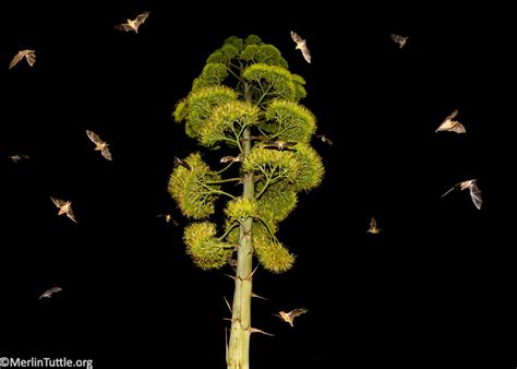 Image result for Bat Pollination