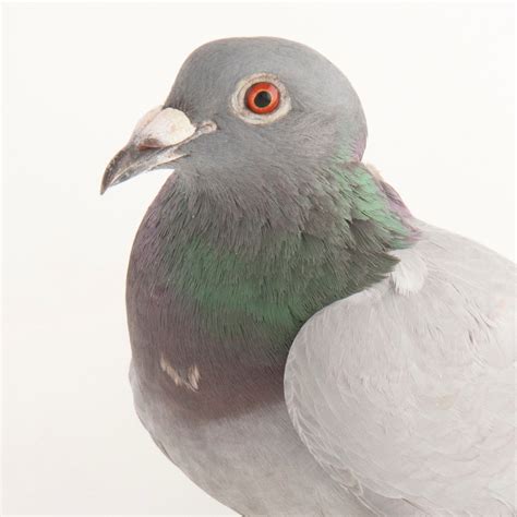 超格安一点 pigeon kids-nurie.com
