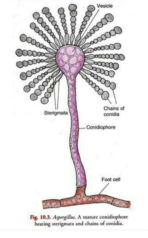 ldentify the following digrams label them and write detil information ...
