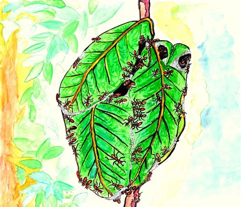 Tailor Maid | Nature inFocus