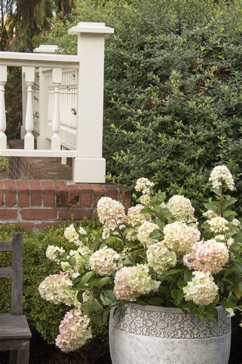 Strawberry Shake™ Hydrangea, Hydrangea paniculata 'SMHPCW' PP #28,699