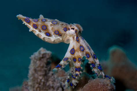 Image result for Blue-Ringed Octopus Predators
