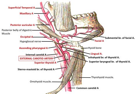 Origin Of Carotid Artery at Rose Briggs blog