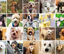 Image result for Cutest Pets in the World