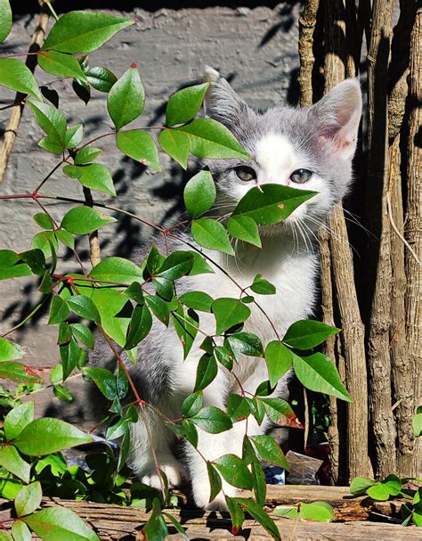 Feral 8 Week Old Kitten : r/catfruit