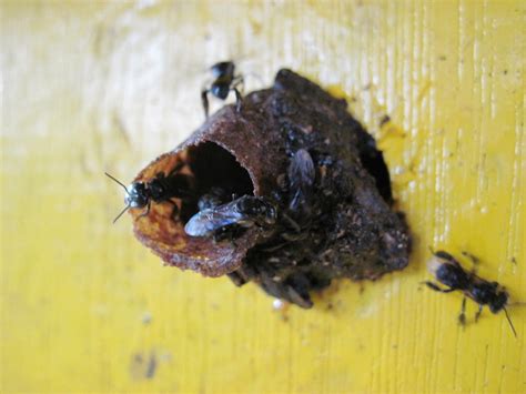 Meet the Vulture Bee: Nature’s Buzzing Butcher – Insect Hive