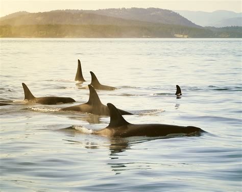 Pods (español) — SOIL: A Transformative Justice Project