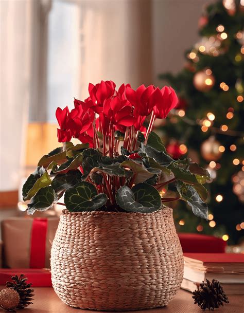 A Complete Guide to 11 High Potassium Fertilizers To Use