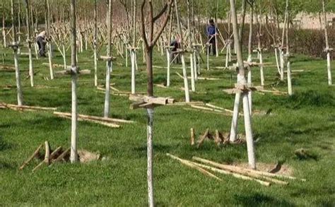 【苗木养护】树穴挖的“好”，苗木成活“早”-种植技术-中国花木网