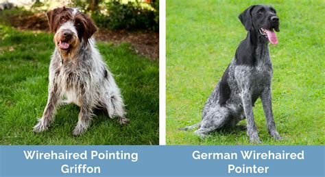 Wirehaired Pointing Griffon vs German Wirehaired Pointer: Differences ...
