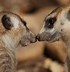 Image result for Beautiful Animal Love