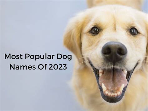 Exploring 516 Most Common Dog Names | Canvas Personalized