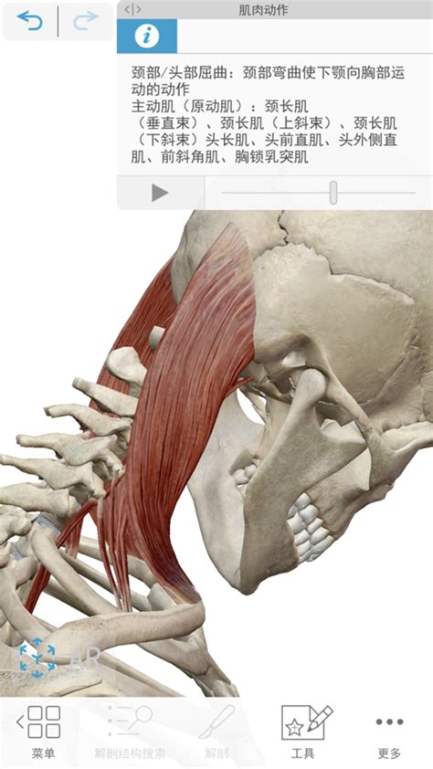 系统解剖学思维导图18神经系统-中枢神经系统-脑干 - 知乎
