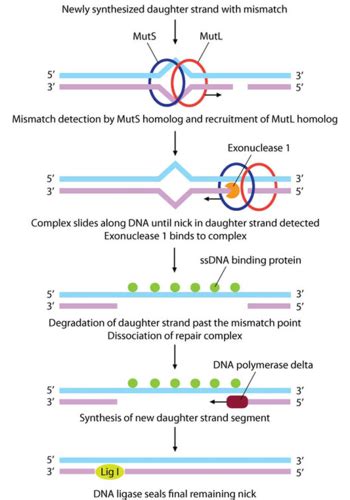 10 Mutation & DNA Repair Flashcards | Quizlet