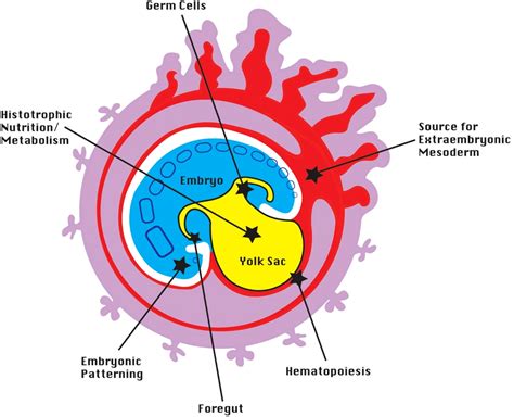Structure Of Yolk Sac