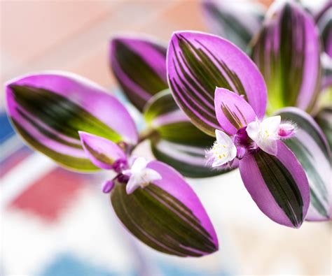 Best fast-growing indoor plants: 7 plants ideas | Homes and Gardens
