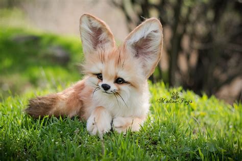 Baby Fennec Fox | Cute animals, Cute baby animals, Pet fox