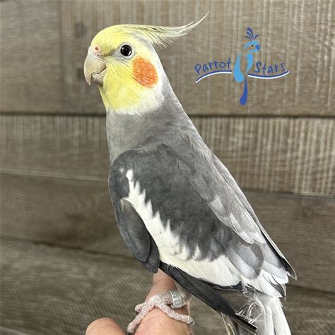 Image result for Coco Key Red Parrot