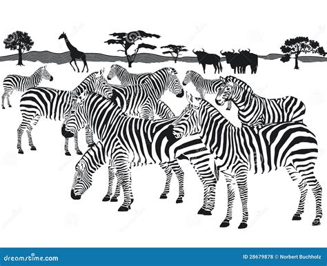 Zebra Herd