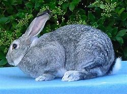 Image result for Best Meat Rabbits to Raise