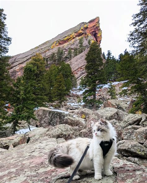 Mika Lafuente OnlyFans: The Legal Ramifications Of The Leak - Truth or Fiction