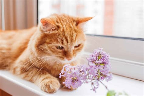 Zyrtec Dosage Chart for Cats: Risks, Side Effects, Dosage, and More - A-Z Animals