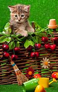 Image result for Cute Kitten Sayings