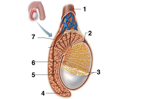 Image result for Testes Structure Class 12