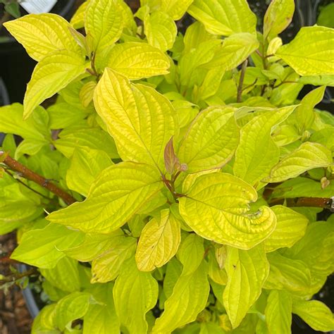 Neon Burst Dogwood | Cornus alba – Mandy Spring Farm Nursery, Inc.