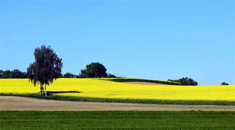 Nature Farm 的图像结果