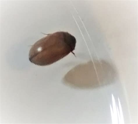 Beetle - PEST CONTROL CANADA