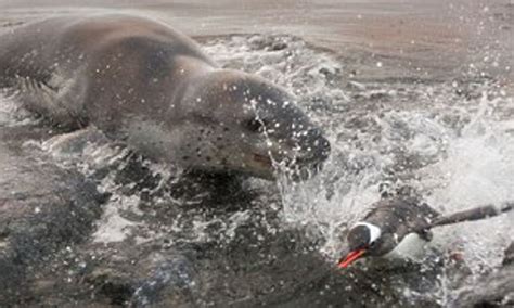 Leopard Seal Eating Human
