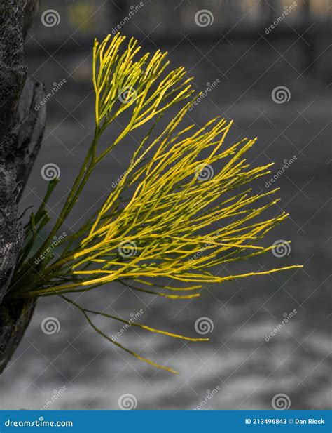 Psilotum