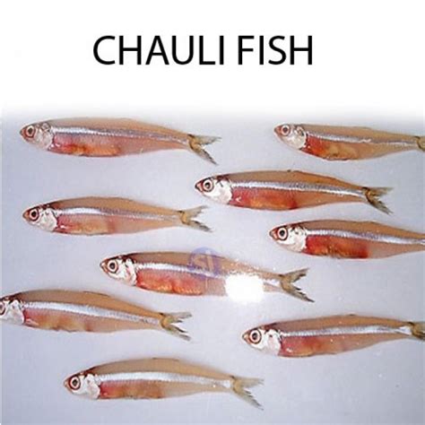 CHAULI FISH