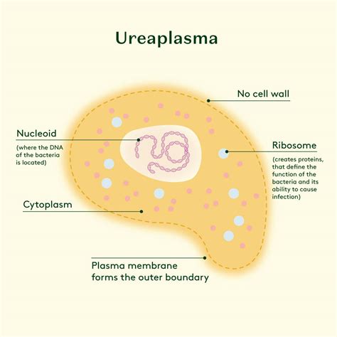 Guide to Ureaplasma