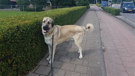 Armenian Gampr Dog Breed Information - All You Need to Know