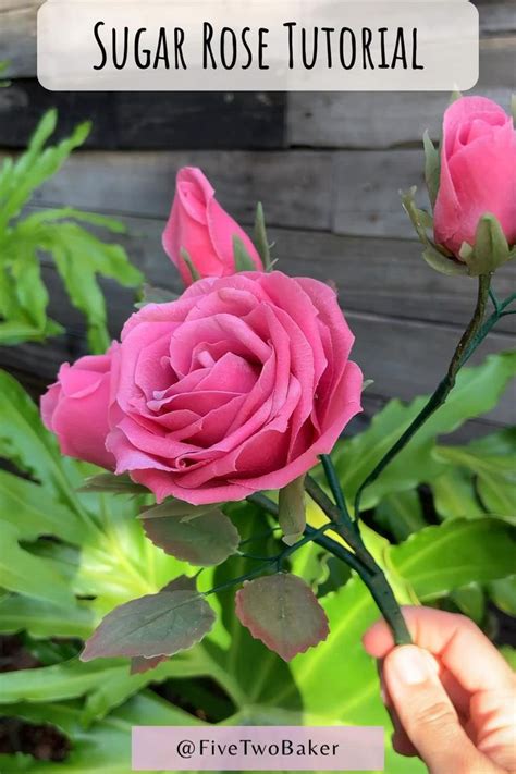 Image result for Sugar Rose Tutorial