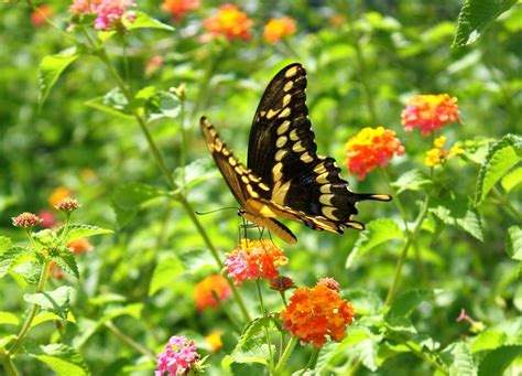 1366x768 wallpaper | yellow and black swallowtail butterfly | Peakpx