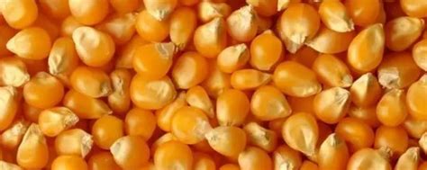 富民985玉米种子特征特性 - 农敢网